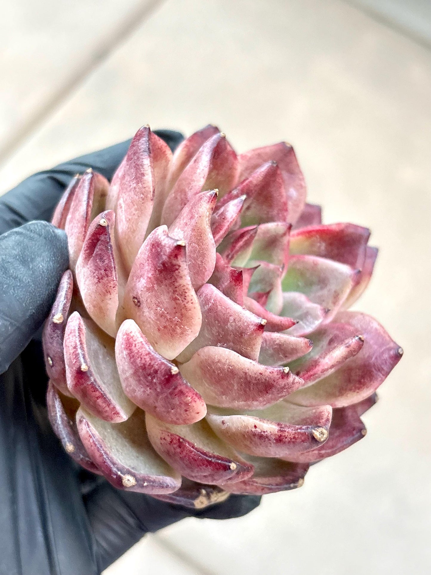 Echeveria Prada | Live Succulent Plant | Imported Plants | Imported Echeveria
