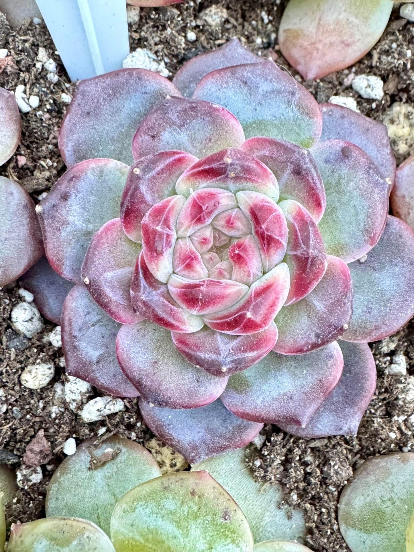 Echeveria Sugar Heart Amber | Live Succulent Plant | Korean Succulent | Variegated Echeveria | Imported Plants