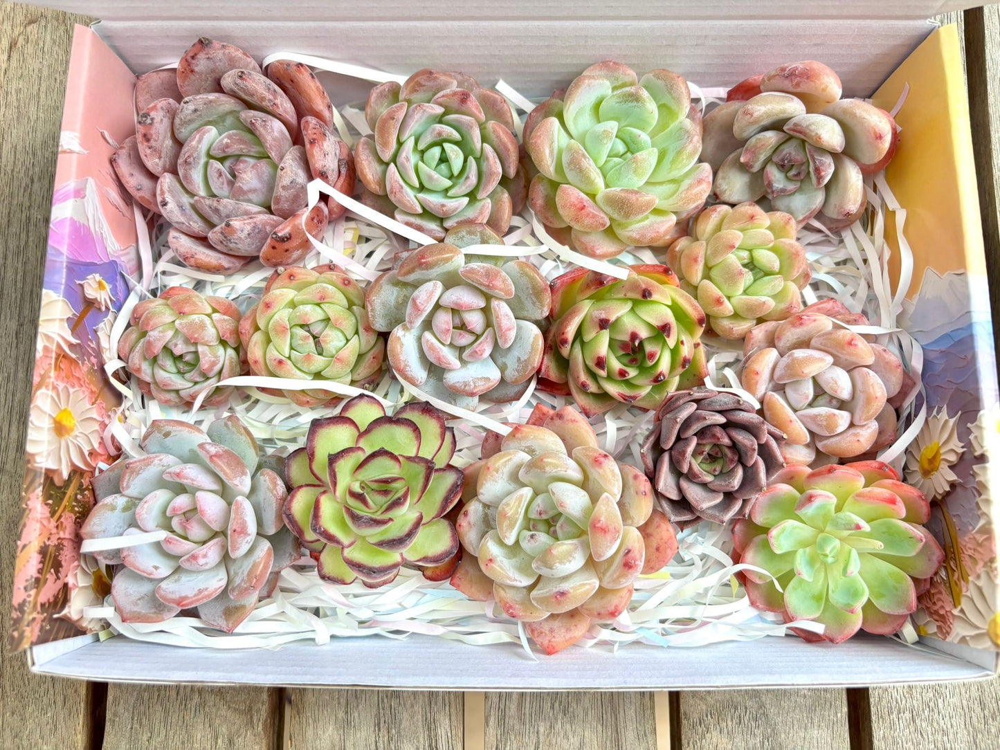 Echeveria Gift Box - 15 Pcs Live Succulent Plants - Gift Basket - Assorted Color Succulent Plants