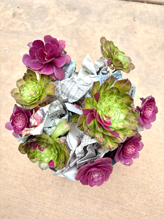 Aeonium Ultra Variegated | Live Succulent Plant | Rare Imported Aeonium | Imported Plants
