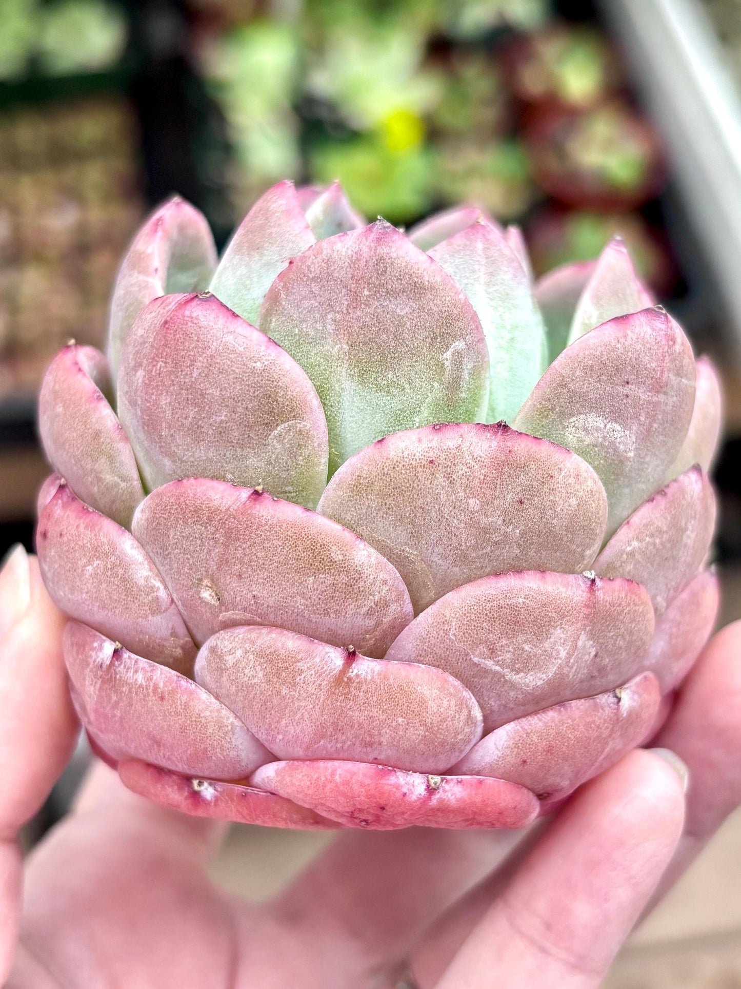 Echeveria Xuan Dian | Live Succulent Plant | Imported Plants | Echeveria variegated