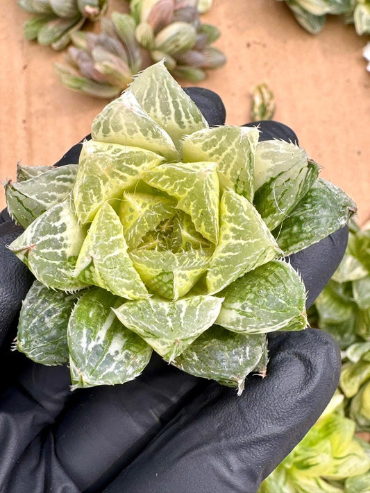 Haworthia Smoothie Candy Variegated | Rare Imported Succulent | Collector’s Succulent