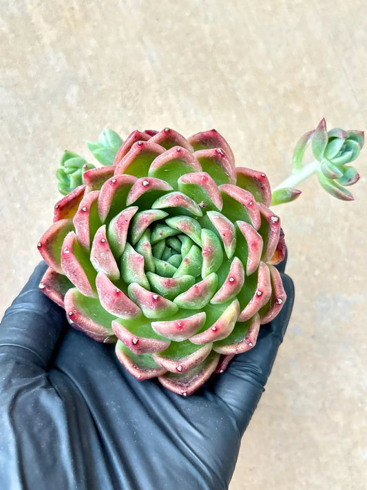 Echeveria Red Flag | Live Succulent Plant | Korean Succulent | Rare Imported Echeveria | Imported Plants
