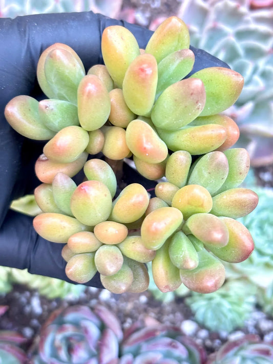 Echeveria Fragrant Mango | Live Succulent Plant | Korean Succulent | Variegated Echeveria | Imported Plants | Echeveria Clusters