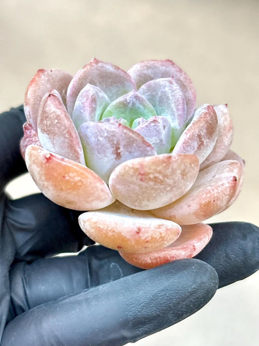 Echeveria Corolla | Live Succulent Plant | Korean Succulent | Variegated Echeveria | Imported Plants