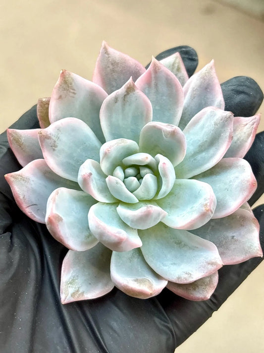 Echeveria Blue Bird Variegated | Live Succulent Plant | Imported Plants | Variegated Echeveria