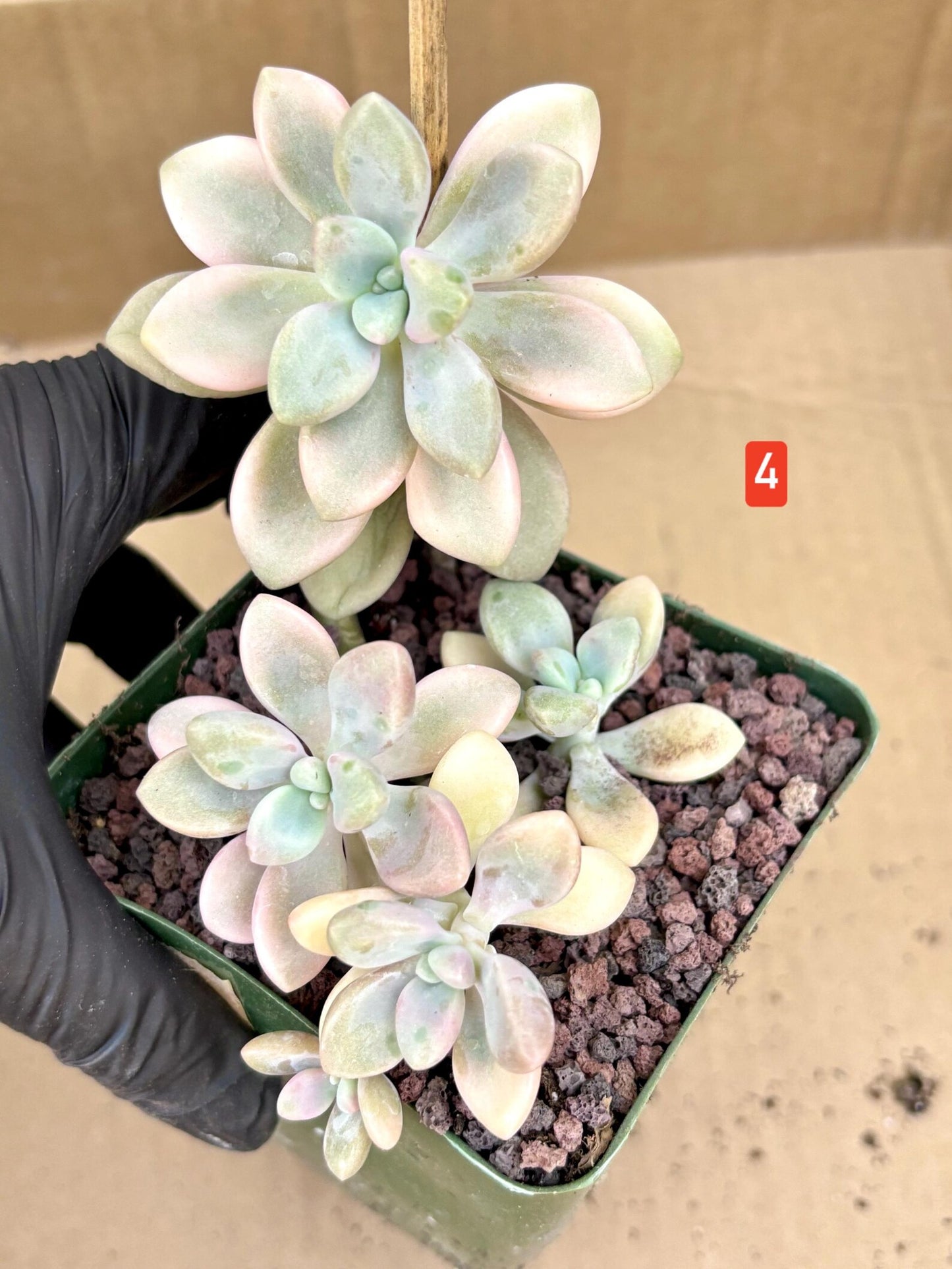 Echeveria Ellen Variegated | Live Succulent Plant | Korean Succulent | Rare Imported Echeveria | Imported Plants