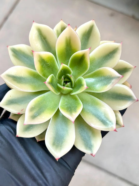 Echeveria Golden Jubilee Variegated | Live Succulent Plant | Korean Succulent | Rare Imported Echeveria | Imported Plants