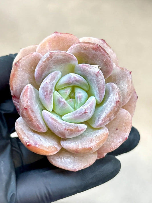 Echeveria Corolla | Live Succulent Plant | Korean Succulent | Variegated Echeveria | Imported Plants