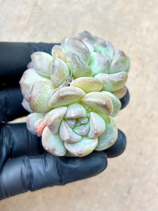 Echeveria Qun Sheng | Live Succulent Plant | Korean Succulent | Variegated Echeveria | Imported Plants