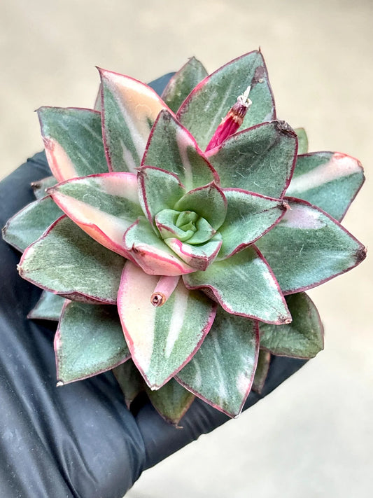 Echeveria Monocerotis | Live Succulent Plant | Korean Succulent | Variegated Echeveria | Imported Plants | Echeveria Clusters