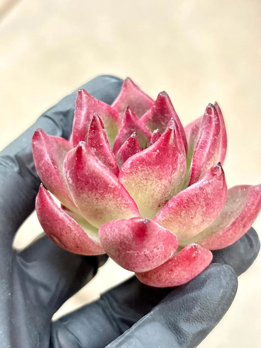 Echeveria Robin | Live Succulent Plant | Korean Succulent | Rare Imported Echeveria | Imported Plants