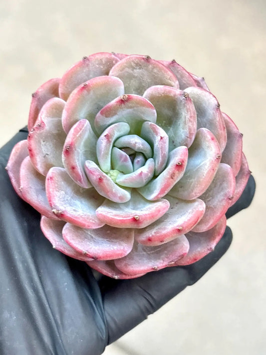 Echeveria Xuan Zi | Live Succulent Plant | Korean Succulent | Variegated Echeveria | Imported Plants | Echeveria Clusters