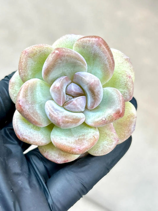 Echeveria Black Ice | Live Succulent Plant | Korean Succulent | Rare Imported sedum | Imported Plants