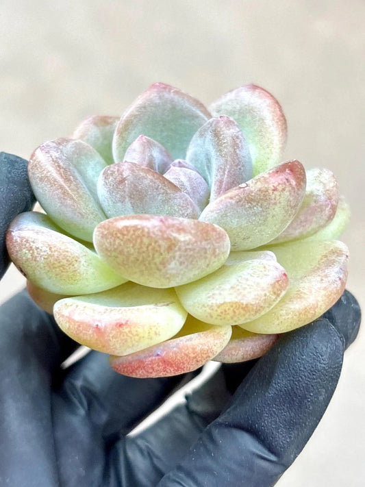 Echeveria Black Ice | Live Succulent Plant | Korean Succulent | Rare Imported sedum | Imported Plants