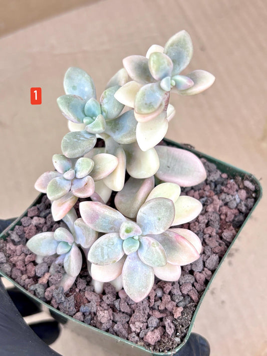 Echeveria Ellen Variegated | Live Succulent Plant | Korean Succulent | Rare Imported Echeveria | Imported Plants