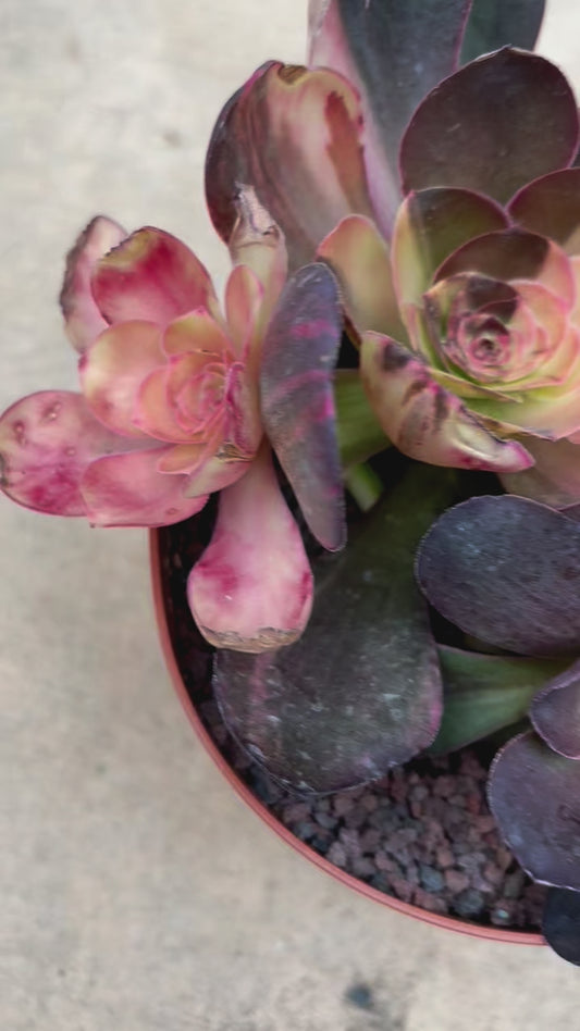 Aeonium Diamond Rose | Live Succulent Plant | Korean Succulent | Rare Imported Echeveria | Imported Plants