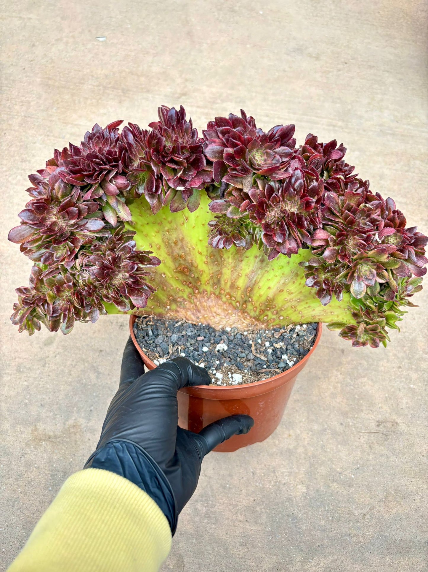 Aeonium Linlang Variegated Crested | 13” width | Live Succulent Plant | Korean Succulent | Variegated aeonium | Imported Plants |
